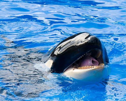 Analysts are predicting SeaWorld to soar after the company started making changes to its public outlook / Shutterstock.com