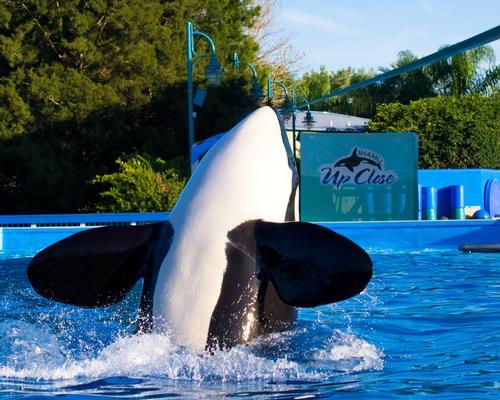 SeaWorld recently announced an end to its orca breeding programme / Shutterstock
