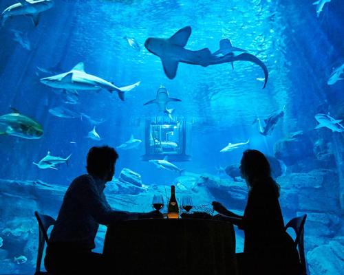 The Airbnb competition is intended to provide a 'glimpse into the world of sharks: how they live, why they’re so misunderstood, and their importance to the ocean’s ecosystem' / Airbnb