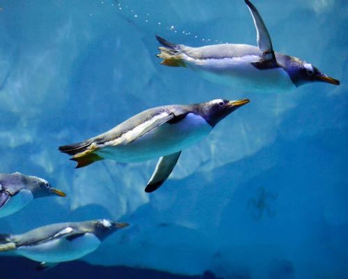The Polk Penguin Conservation Center features an underwater gallery and two acrylic tunnels for visitors to see the birds fly through the water