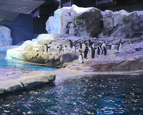 The attraction is the largest, most expensive project in the zoo’s 88-year history