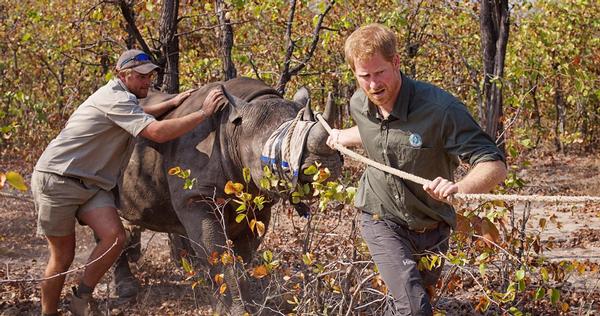 Prince Harry is president of the African Parks Network