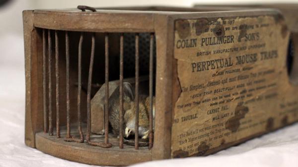 MERL’s first viral hit came when a mouse managed to get caught in a 155-year-old mouse trap 