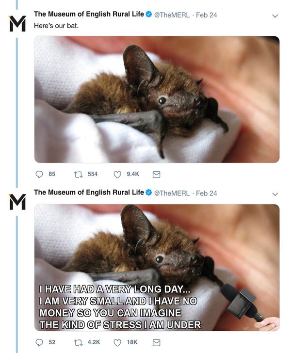 When an endangered bat found its way into MERL’s library, its rescue and subsequent rewarding of a library card were shared through the museum’s social media by Koszary