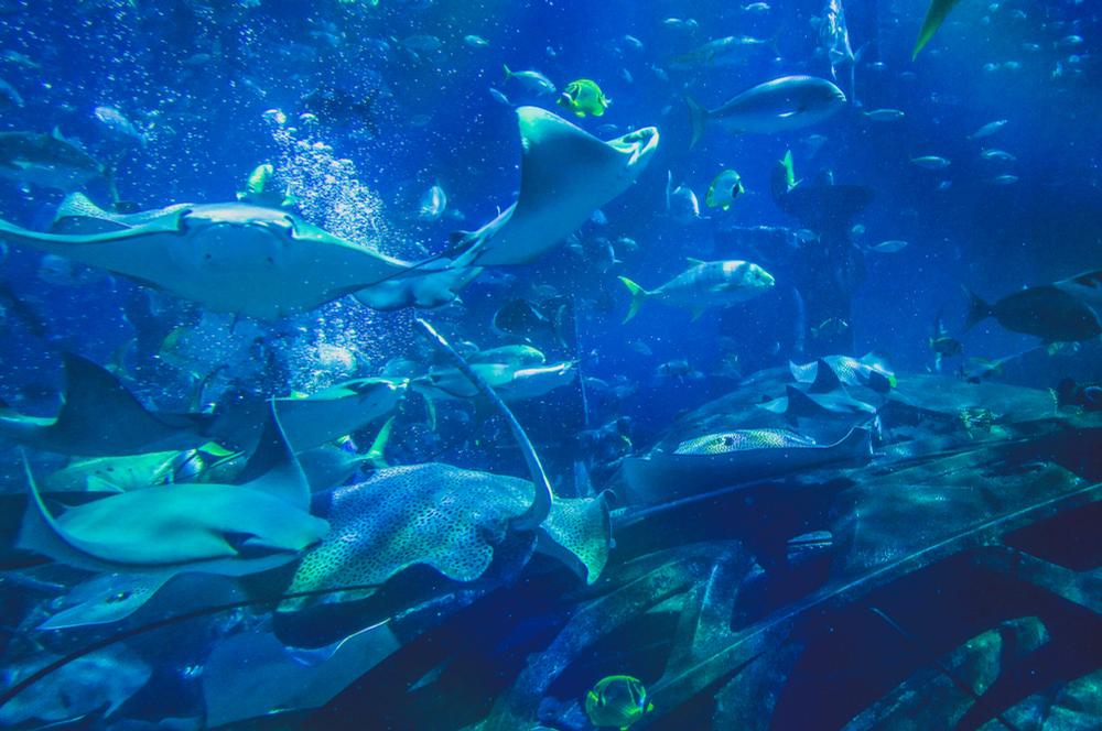 The aquarium will house an array of marine animals including stingrays and sharks / Shutterstock.com The aquarium will house an array of marine animals including stingrays and sharks / Shutterstock.com