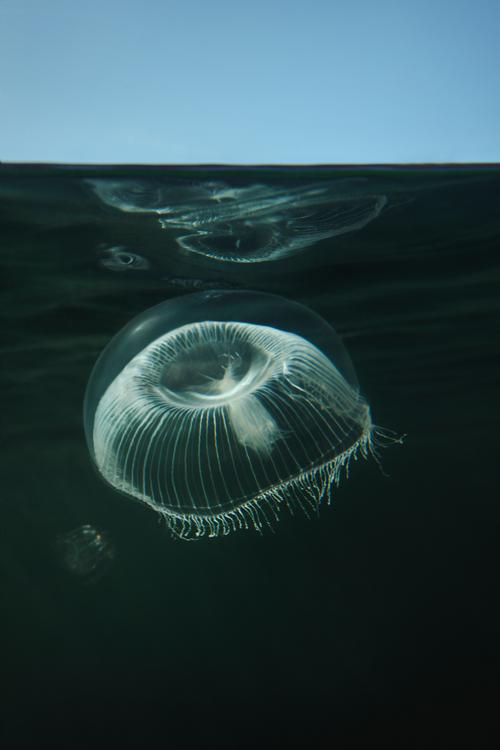 Biologists will be able to use Under to study North Sea fauna, such as the Crystal Jellyfish. / Photo by Ivar Kavaal