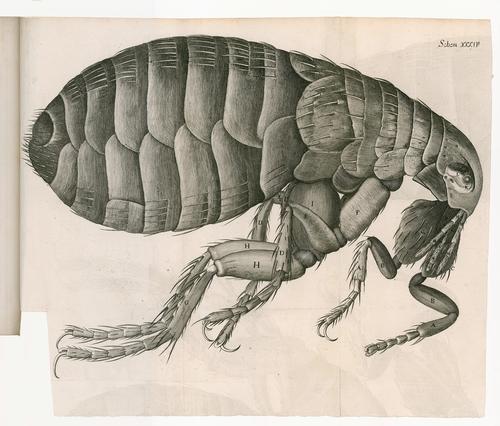 A plate from Robert Hooke's <i>Micrographia</i> book, 1665 / Science Museum Group