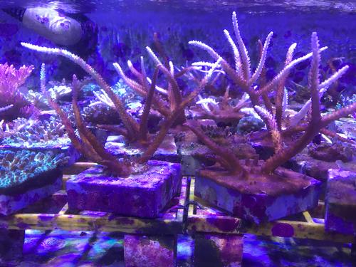 Coral will be grown and protected within the coral nursery / Jason deCaires Taylor