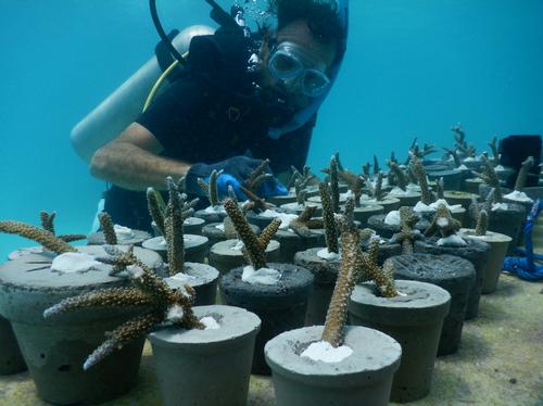 The Australian Institute of Marine Science is collaborating on the development / Jason deCaires Taylor