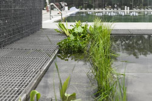 Plants and microscopic organisms as well as sand and gravel clean the water of impurities introduced by humans / gh3 architecture