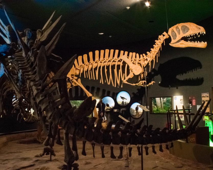 The Delaware Museum of Natural History will reopen in 2022 as the Delaware Museum of Nature and Science, with a host of new experiences including a new dinosaur gallery 