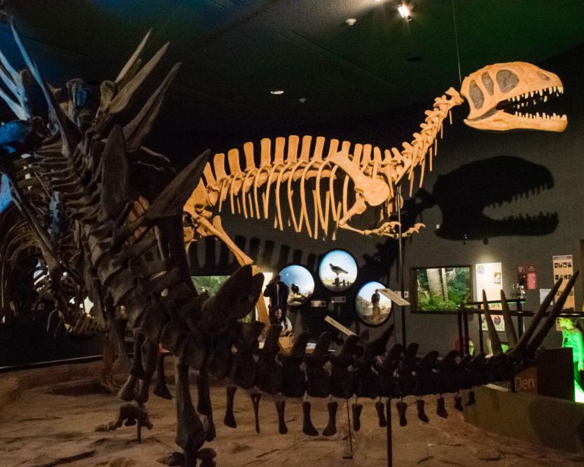 The Delaware Museum of Natural History will reopen in 2022 as the Delaware Museum of Nature and Science, with a host of new experiences including a new dinosaur gallery The Delaware Museum of Natural History will reopen in 2022 as the Delaware Museum of Nature and Science, with a host of new experiences including a new dinosaur gallery