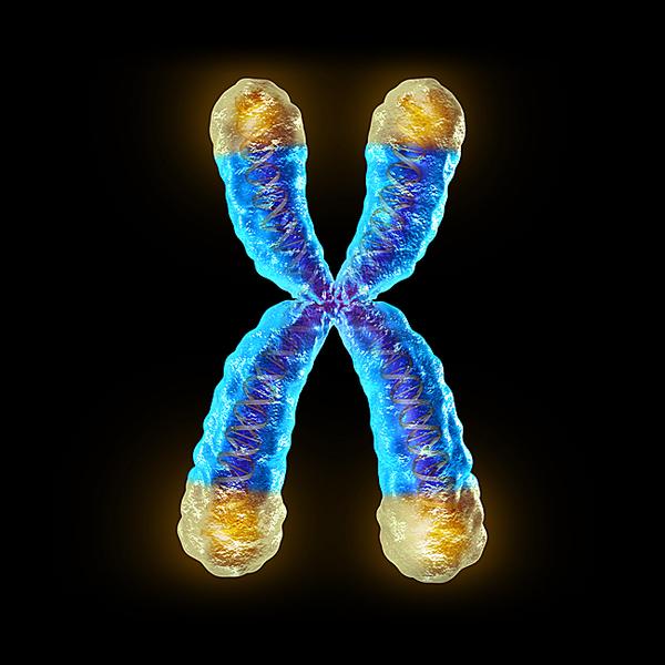 The therapy is believed to repair telomeres, which are linked to biological ageing / shutterstock