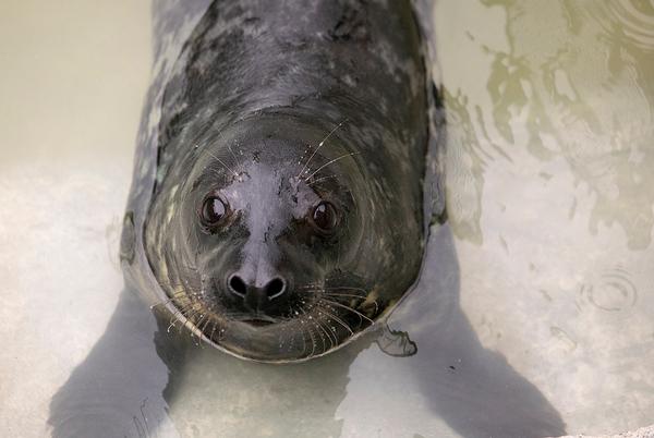 The Cornish Seal Sanctuary is a home for injured seal pups
