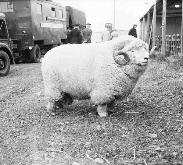 The ‘absolute unit’ – this image of a ram has had a major impact on MERL