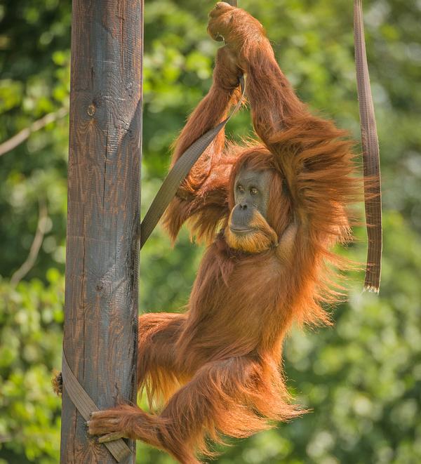 Certified sustainable palm oil helps reduce the negative impacts of palm oil cultivation on wildlife