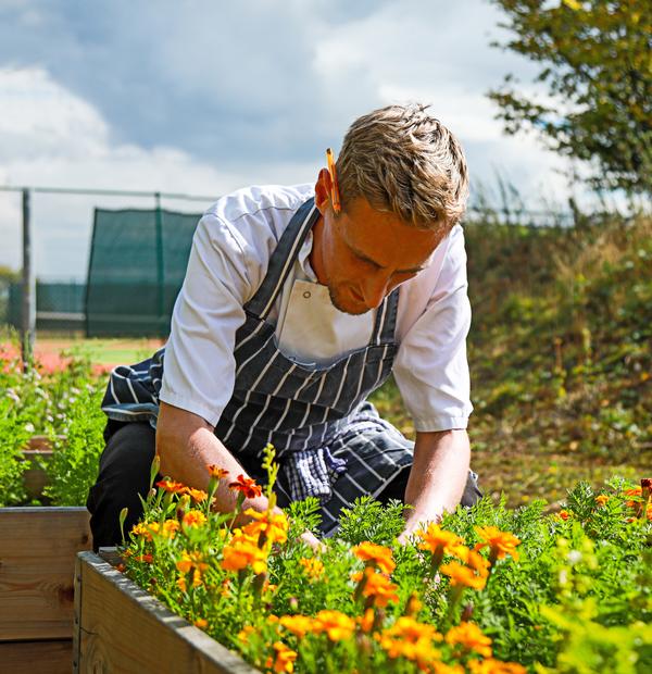 Odyssey head chef Matt Brown harvests potager-grown herbs for the table