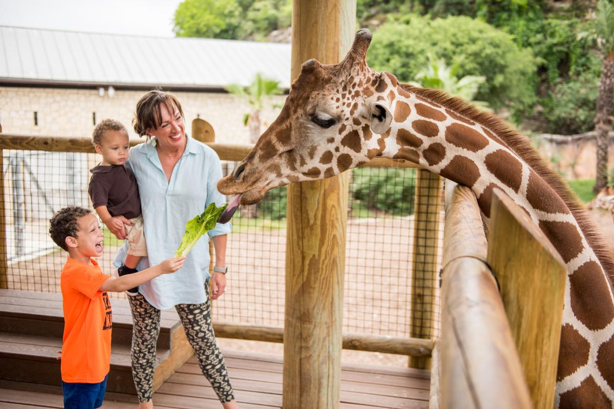 San Antonio Zoo has active wildlife conservation and education programmes / San Antonio Zoological Society San Antonio Zoo has active wildlife conservation and education programmes / San Antonio Zoological Society