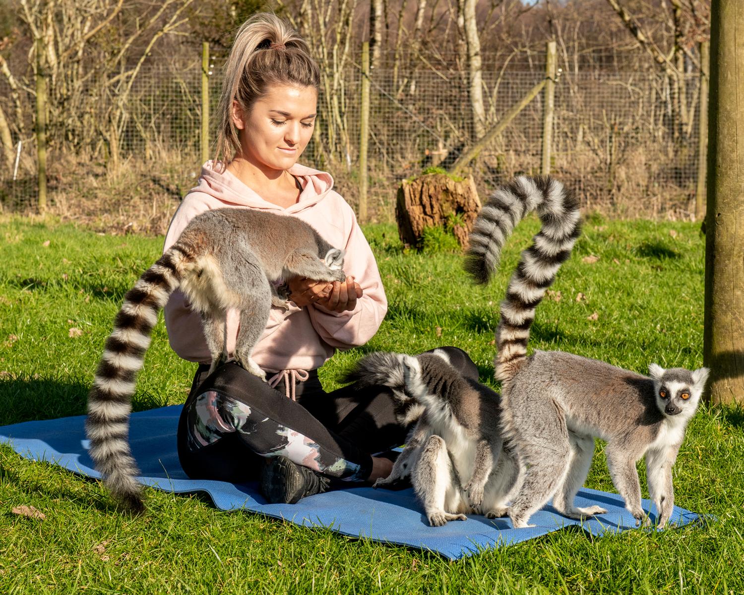 Lemurs have a very calming effect on humans and can lower blood pressure and reduce stress / 