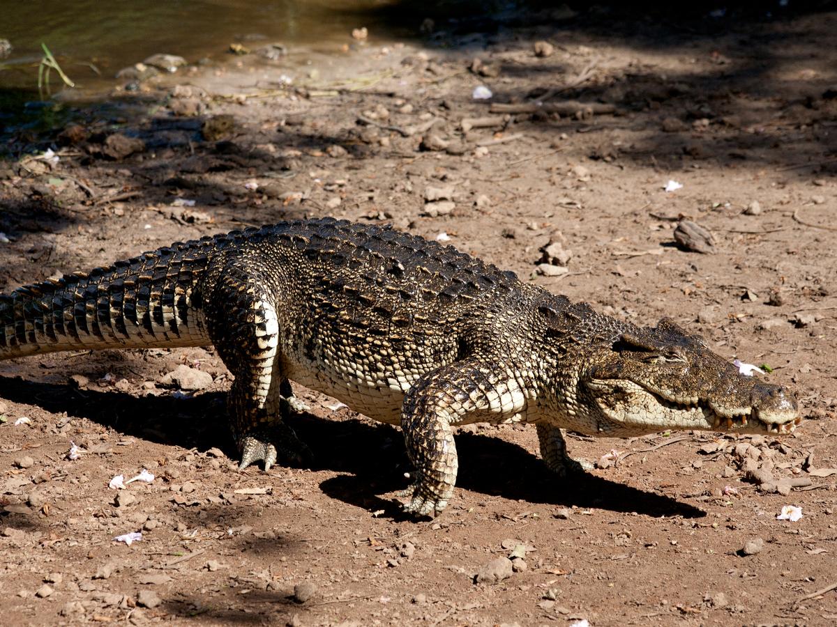 The new amphibian and reptile conservation campus (ARCC) will stretch across 2.5 acres and will also allow for a new species of Cuban crocodiles to live at the zoo / Shutterstock.com The new amphibian and reptile conservation campus (ARCC) will stretch across 2.5 acres and will also allow for a new species of Cuban crocodiles to live at the zoo / Shutterstock.com