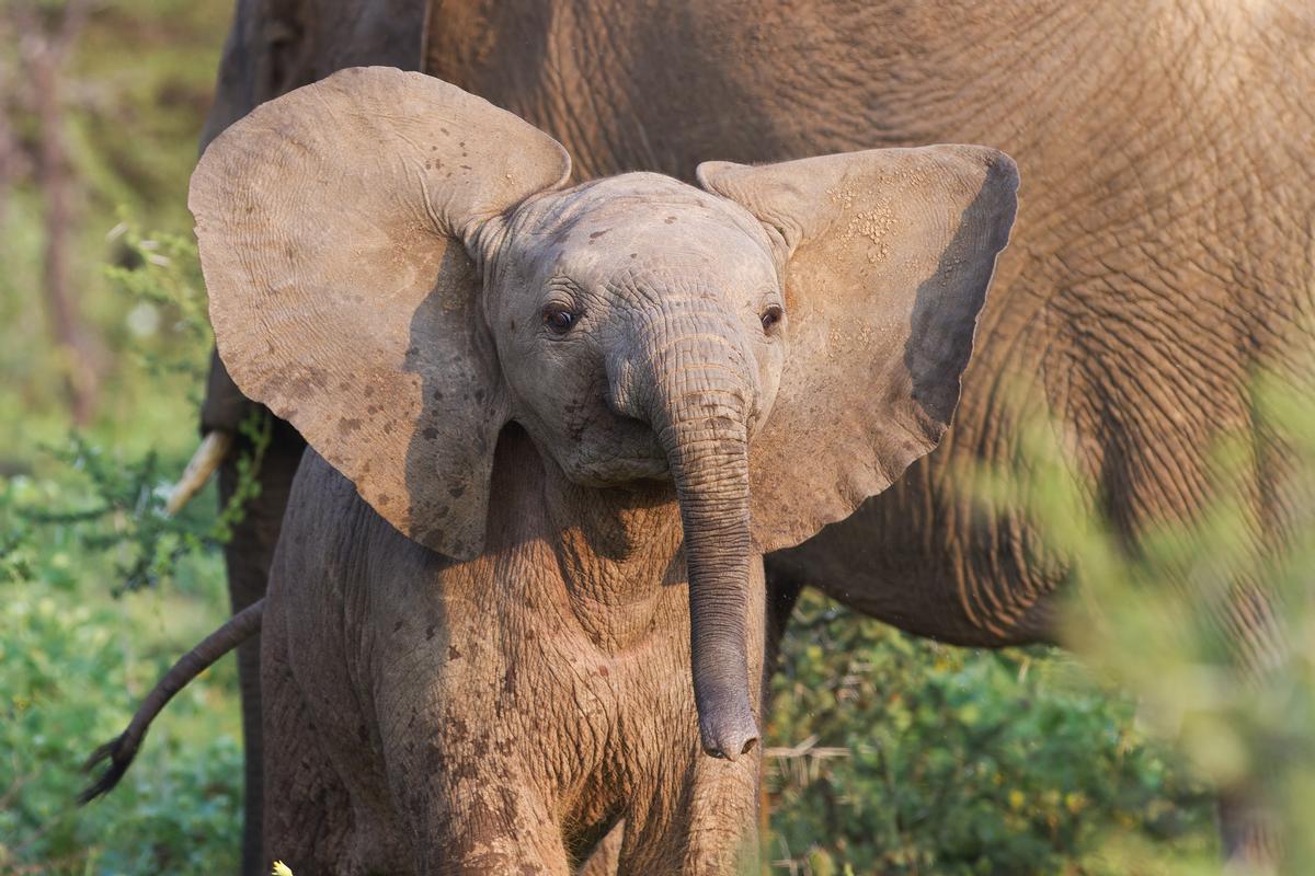Between 1990 and 2015, more than 1,774 live, wild-sourced African elephants have been exported internationally / Shutterstock.com Between 1990 and 2015, more than 1,774 live, wild-sourced African elephants have been exported internationally / Shutterstock.com
