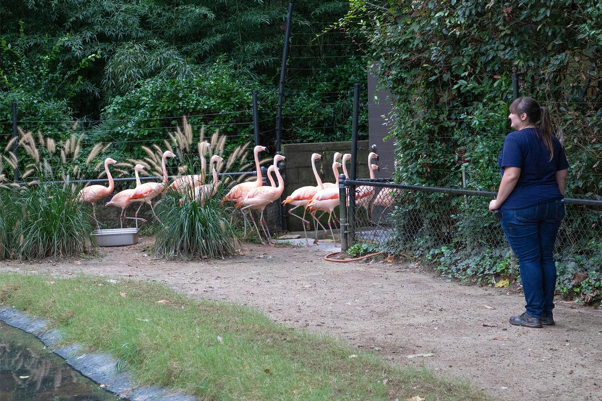 Flamingos are ushered to a shelter at North Carolina Zoo, as Hurricane Florence approaches in 2018 / AP Flamingos are ushered to a shelter at North Carolina Zoo, as Hurricane Florence approaches in 2018 / AP
