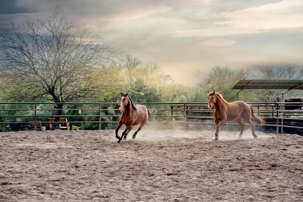 The retreat is women-only equine and is running from 8-10 November. / 