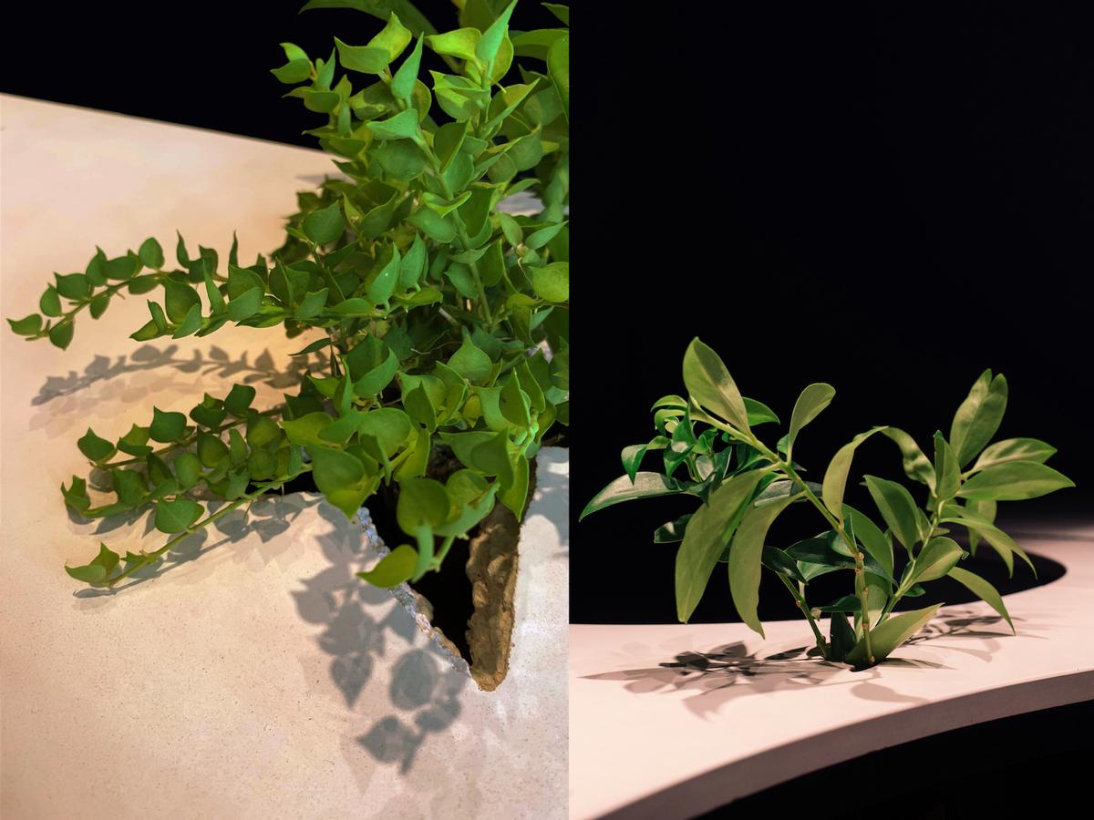 Cracks were cast in the concrete countertops for plants to grow in / Khoo Guo Jie