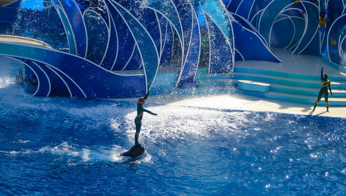 Trainers still stand on dolphins' rostrums as part of the show at SeaWorld San Diego – but not for much longer / Shutterstock