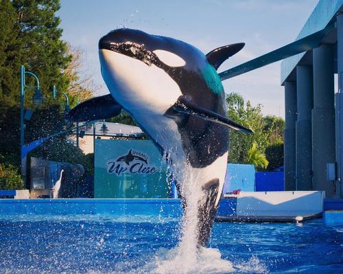 DoJ’s SeaWorld investigation “concluded” with no action to be taken