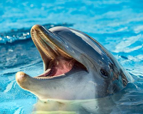 Controversial dolphinarium to reopen under new concept following dolphin deaths 