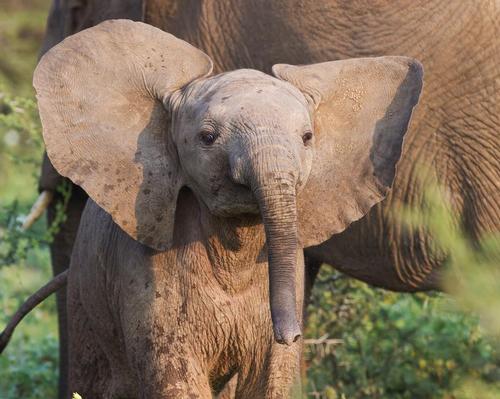 International ban passed on trade of baby African elephants 
