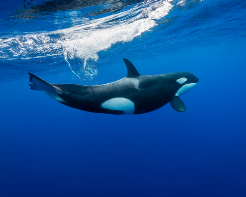 North America's first whale sanctuary coming to Canada 